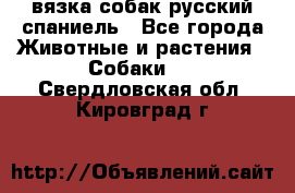 вязка собак русский спаниель - Все города Животные и растения » Собаки   . Свердловская обл.,Кировград г.